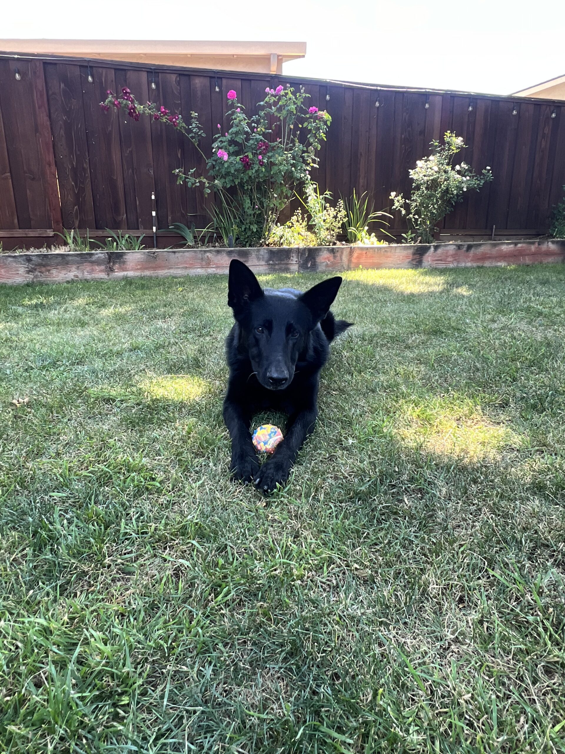 Black dog relaxing with a ball on the lawn