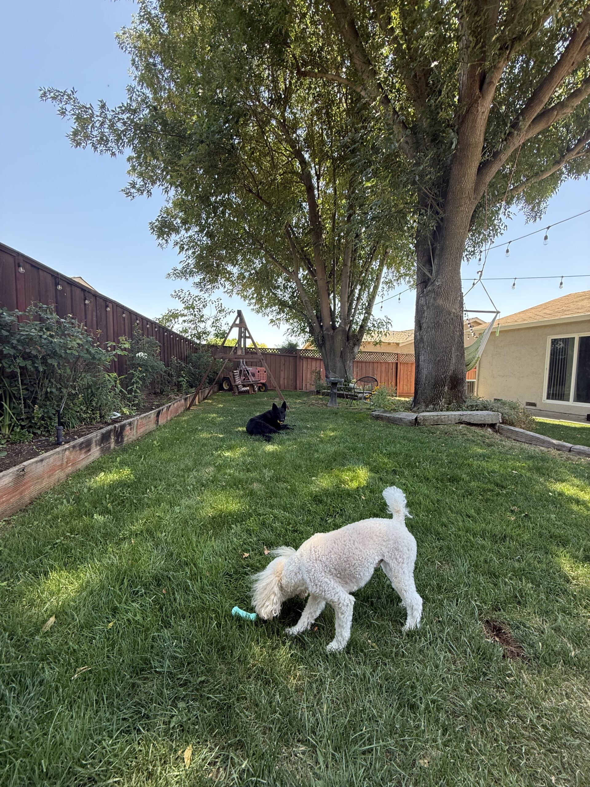 Two dogs enjoying a spacious green backyard