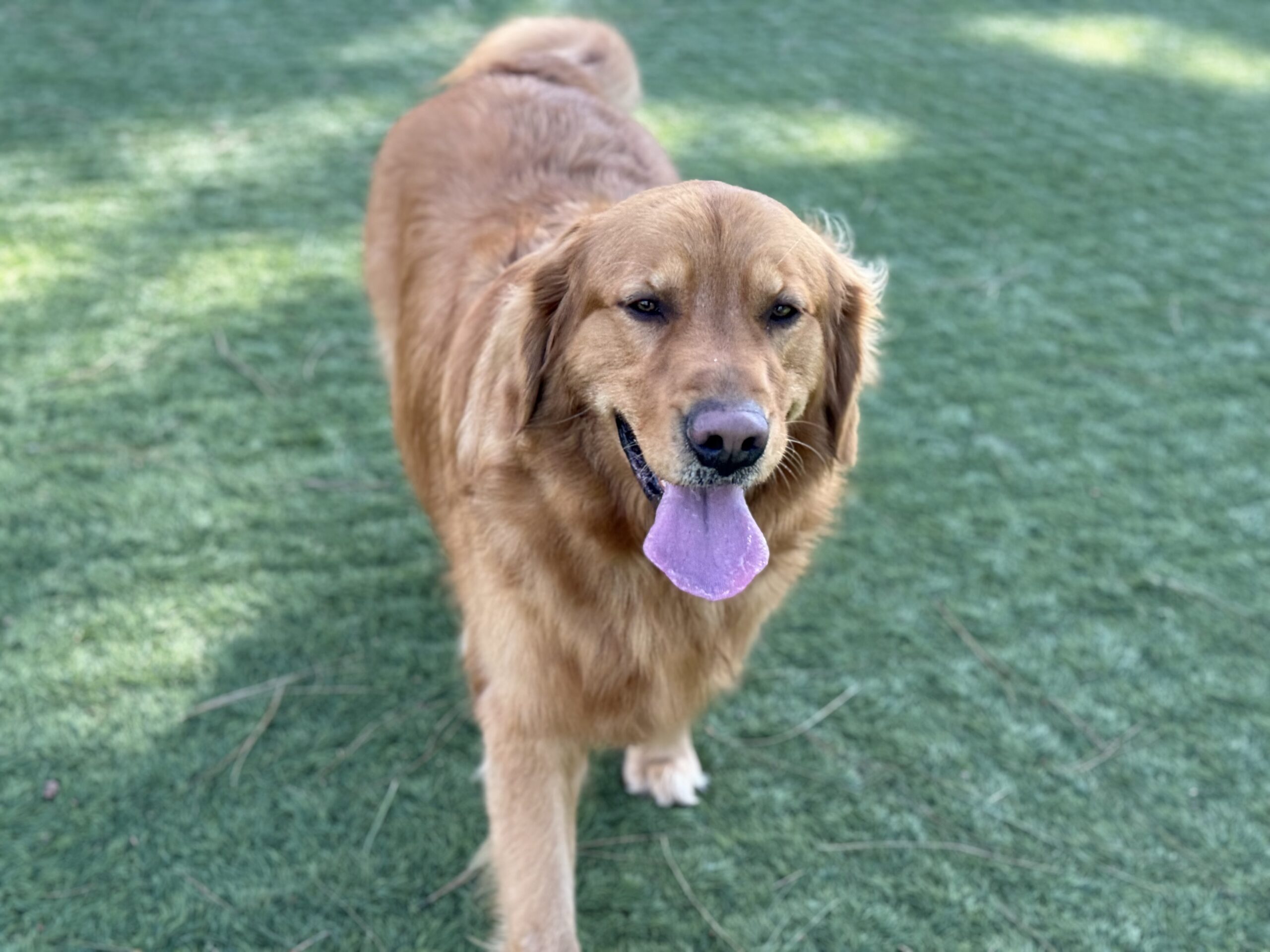 Golden retriever enjoying a clean green yard