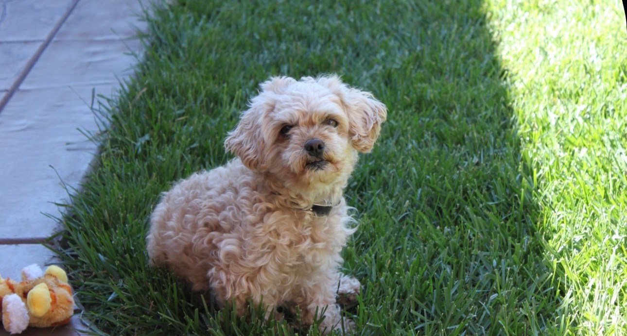 Small dog sitting in clean green grass