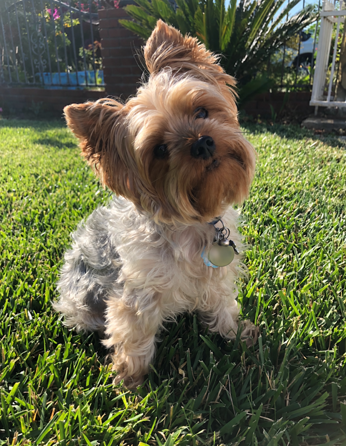 Yorkshire terrier sitting in the grass